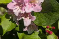 WEIGELIA-1