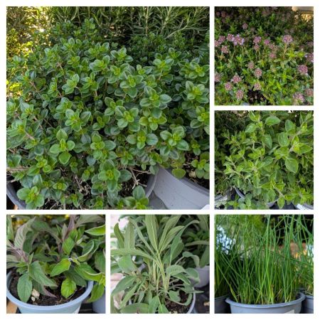 aromatiques aromatiques