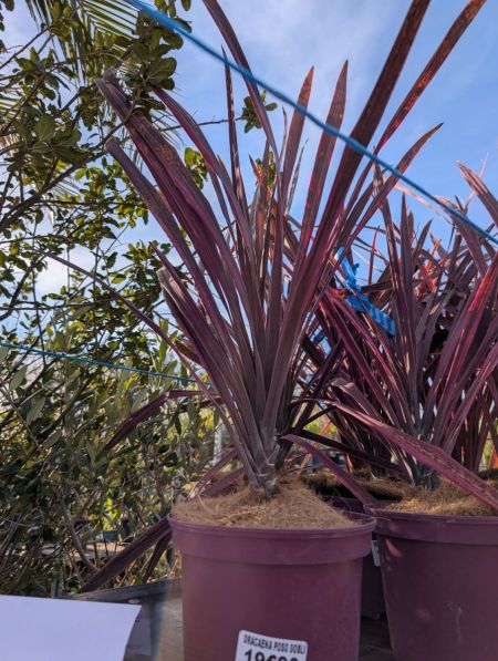 cordyline-paso-doble cordyline-paso-doble
