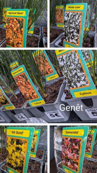 Genet Précoce- Cytisus Praecox Genet Précoce- Cytisus Praecox