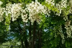 robinia-pseudoacacia-umbraculifera-faux-accacia