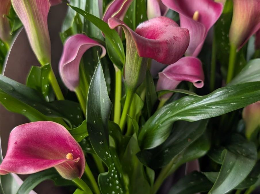 CALLA x2=7€50 et x1=9€50 CALLA x2=7€50 et x1=9€50