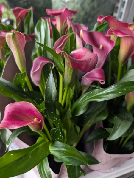 CALLA    x2=7€50 et x1=9€50