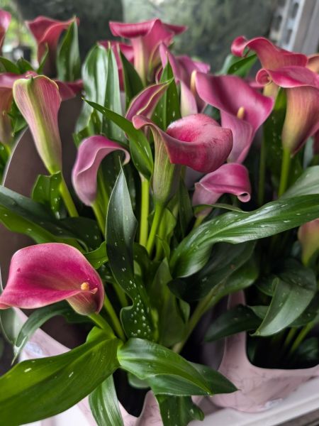 CALLA x2=7€50 et x1=9€50 CALLA x2=7€50 et x1=9€50