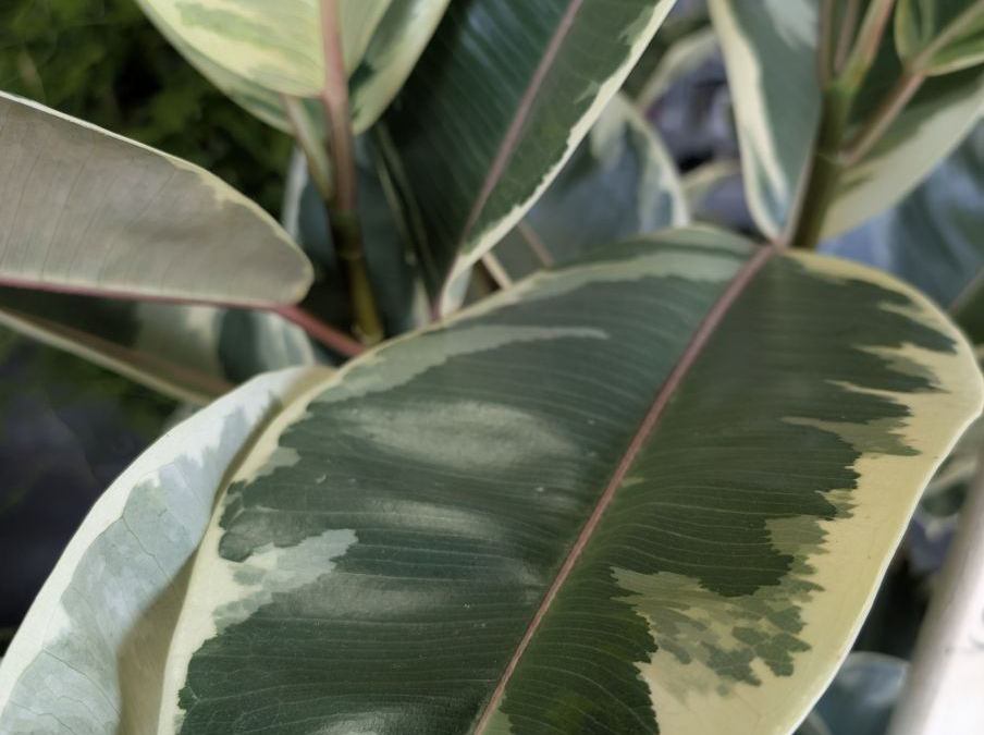 FICUS-ELASTICA-PANACHE FICUS-ELASTICA-PANACHE