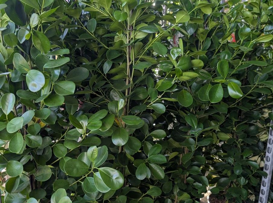 FICUS MICROCARPA MOCALME par 2 = 19€ sinon 1x=27€ l'unité FICUS MICROCARPA MOCALME par 2 = 19€ sinon 1x=27€ l'unité