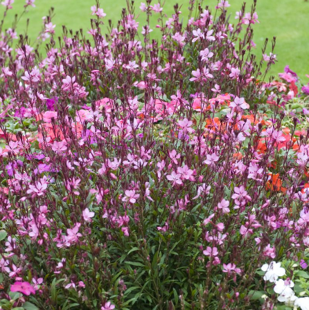 GAURA-SISKYOU-PINK   7€50