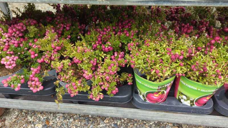 GAULTHERIE       x1=3€50       x4=2€