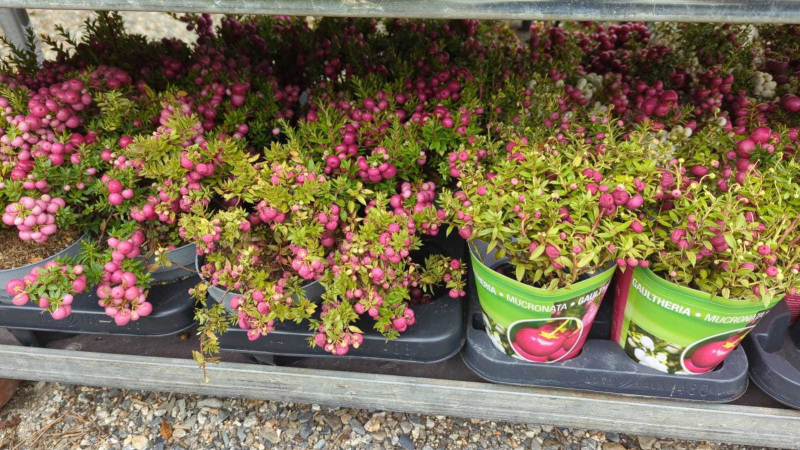 GAULTHERIE       x1=3€50       x4=2€