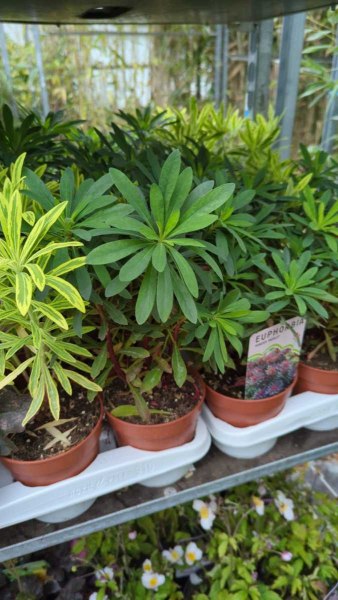 EUPHORBE   4€50