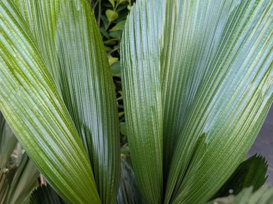 LICUALAS 29€ LICUALAS 29€