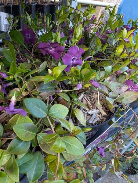 VINCA MINOR EN godet 3€