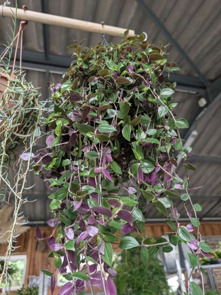 TRADESCANTIA - 14€50 TRADESCANTIA - 14€50