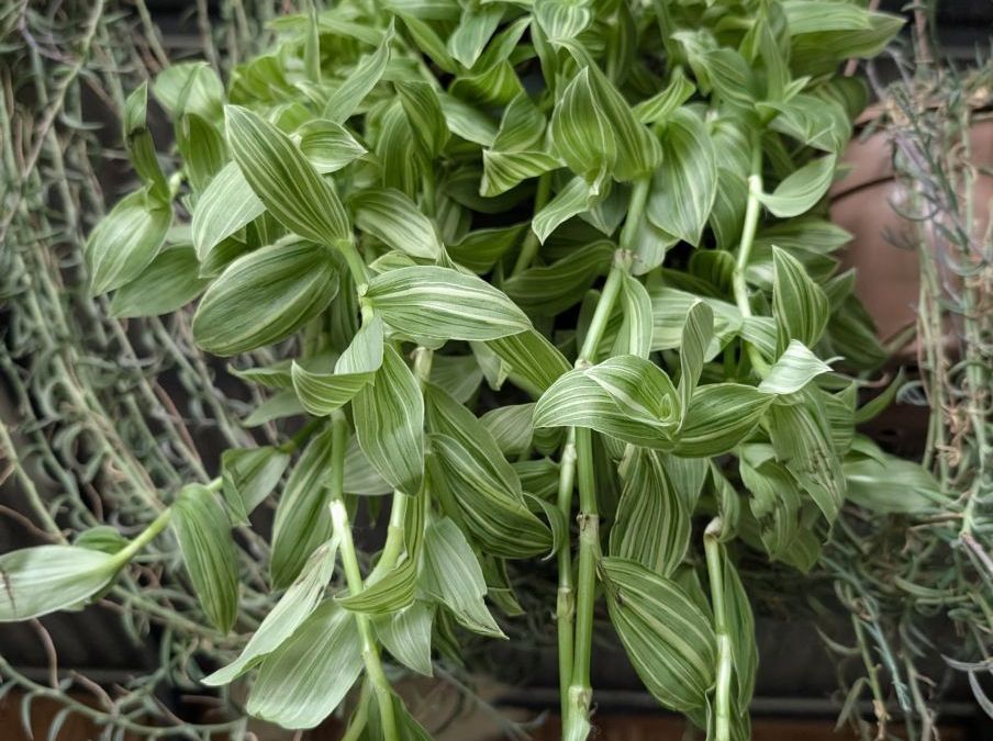 TRADESCANTIA - 14€50 TRADESCANTIA - 14€50