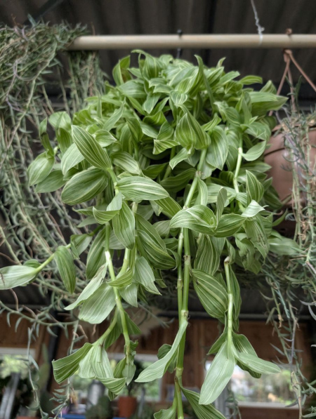 TRADESCANTIA - 14€50