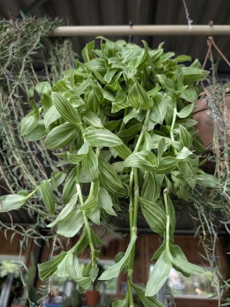 TRADESCANTIA - 14€50 TRADESCANTIA - 14€50