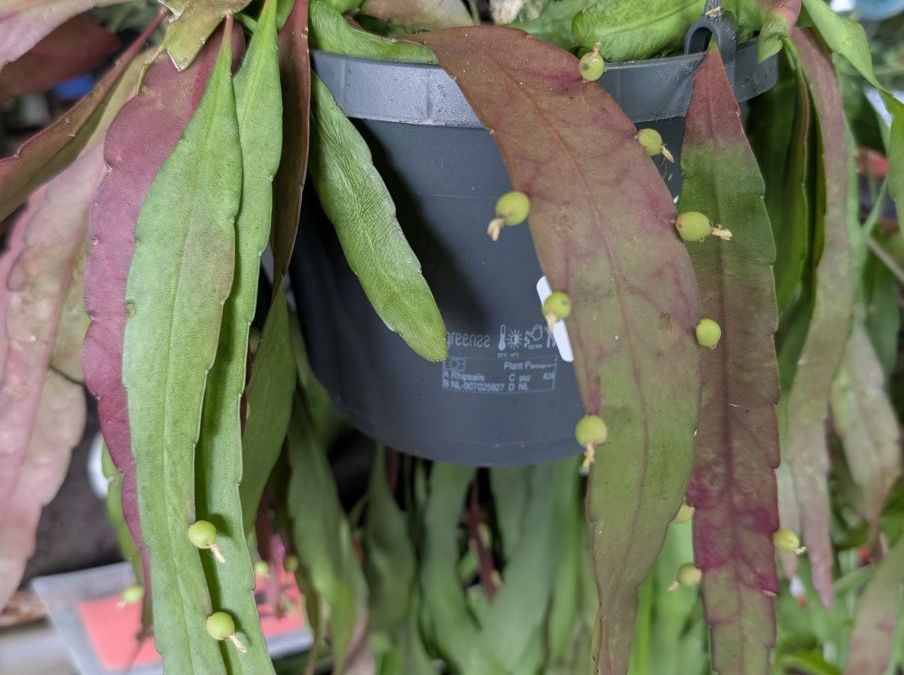 RHIPSALIS 12€50 RHIPSALIS 12€50