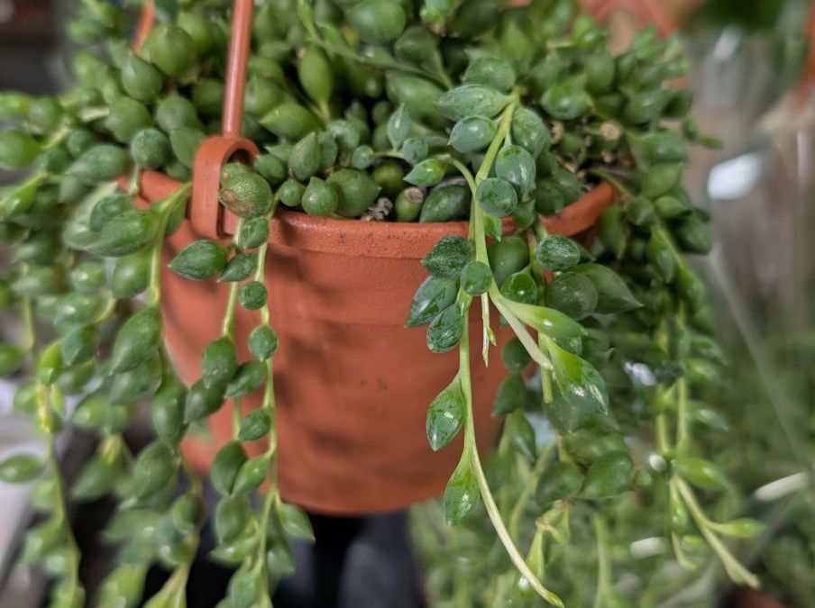 SENECIO 9€50 SENECIO 9€50