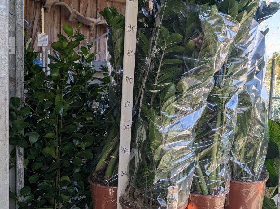 ZAMIOCULCAS-XL 59€ autre tailles plus petites disponibles ZAMIOCULCAS-XL 59€ autre tailles plus petites disponibles