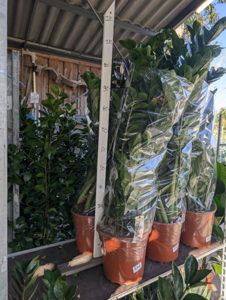 ZAMIOCULCAS-XL   59€ autre tailles plus petites disponibles