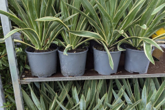 YUCCA-GLORIOSA 19€90