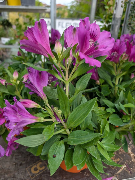 ALSTROMERE-LYS-DES-INCAS-1