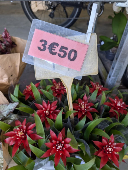 BROMELIA