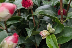 CAMILIA-FLEURS DOUBLES - PAR 3= 12€50 l'unité, par 1 = 15€