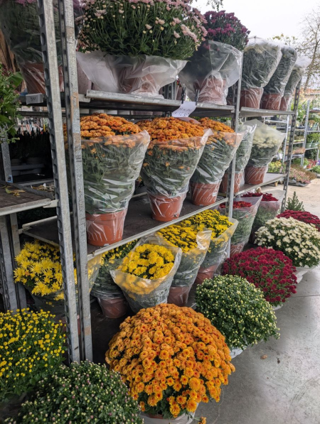 CHRYSANTHEME pour la Toussaint  x3=12€50   x1=15