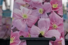 CLEMATITE-MONTANA-MAYLEEN