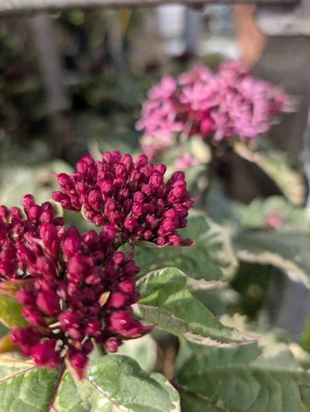 CLERODENDRON 19€
