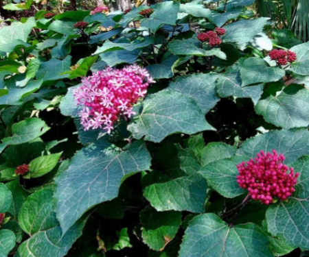 CLERODENDRON 19€