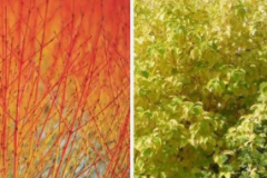 CORNUS-WINTER-FIRE  19€50