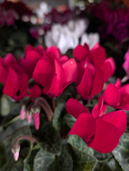 CYCLAMEN     x4=3€ et x1=4€