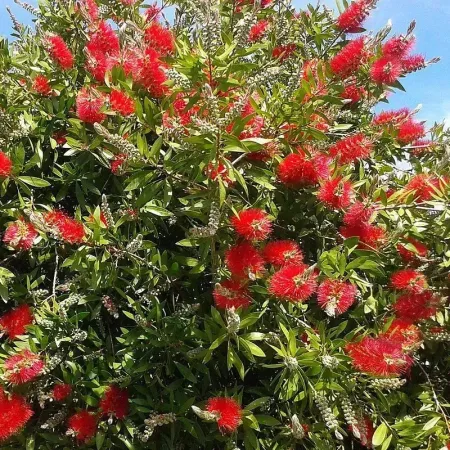 Calistemon-Rince-bouteille