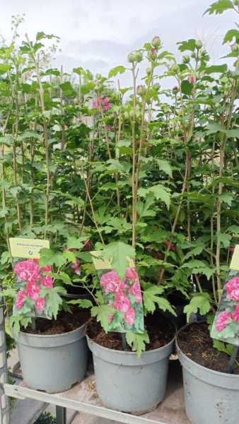 HIBISCUS DE SYRACUSE - 14€ HIBISCUS DE SYRACUSE - 14€