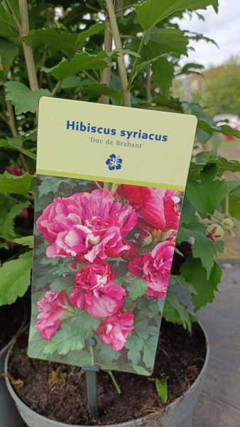 HIBISCUS DE SYRIE FLEUR DOUBLE - 14€ HIBISCUS DE SYRIE FLEUR DOUBLE - 14€