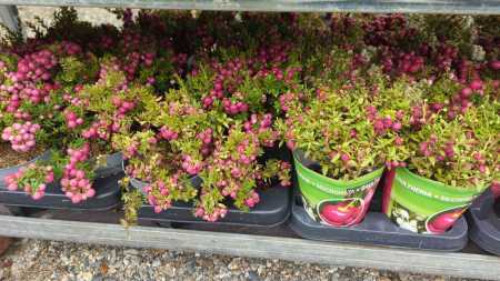 GAULTHERIE x1=3€50 x4=2€ GAULTHERIE x1=3€50 x4=2€