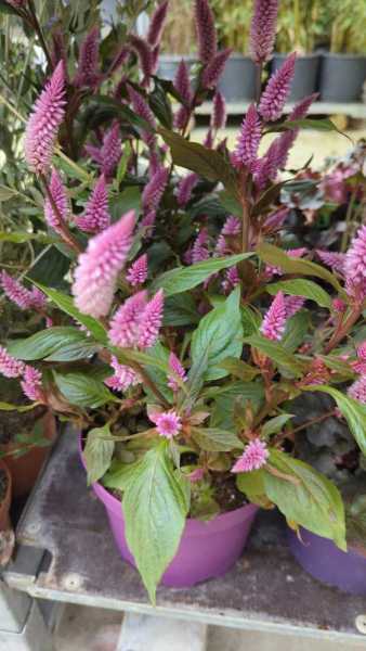 CELOSIE 6€50 CELOSIE 6€50