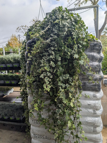 LIERE-EN-SUSPENSION 25€ LIERE-EN-SUSPENSION 25€