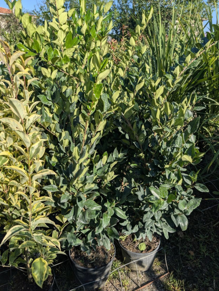 LIGUSTRUM TEXANUM 19€