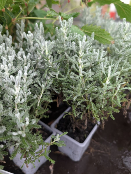 SANTOLINE CHAMAECYPARIS