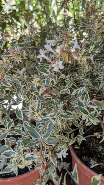 ABELIA-CONFETTI