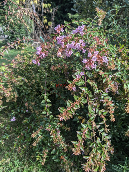 ABELIA-GOUCHER-2