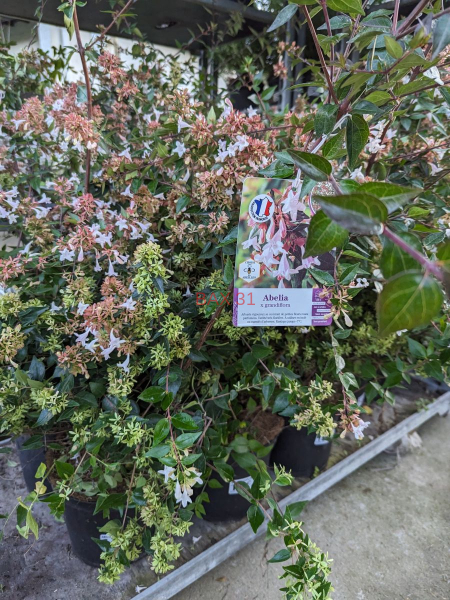 ABELIA-GRANDIFLORA-5