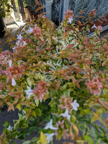 ABELIA-KALEIDOSCOPE-1