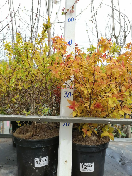 ABELIA