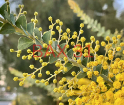 ACACIA-CULTRIFORMIS-MIMOSA-COUTEAU-1