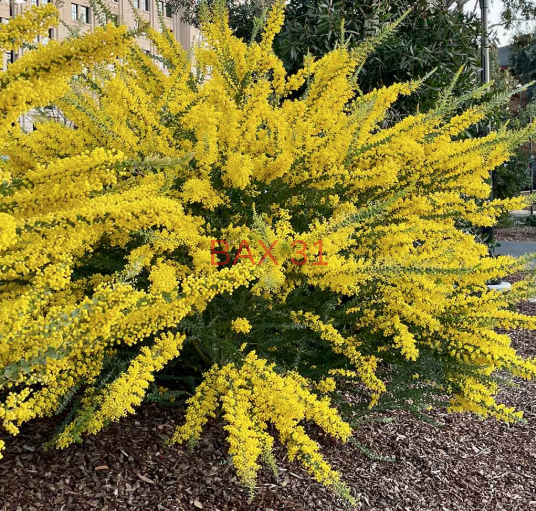ACACIA-CULTRIFORMIS-MIMOSA-COUTEAU-3