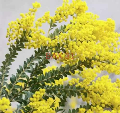 ACACIA-CULTRIFORMIS-MIMOSA-COUTEAUX